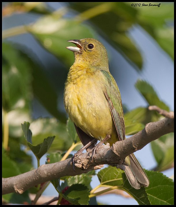 _2SB2008 immature painted bunting.jpg